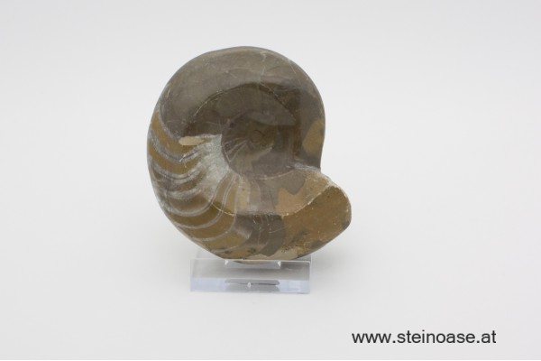 Ammonite  poliert